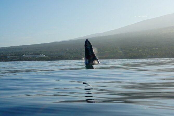 Kayak and Whale Watching Tour - The best moments to watch for