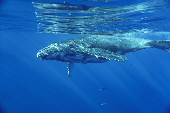 Kayak and Whale Watching Tour - Kayaking compared with a boat trip