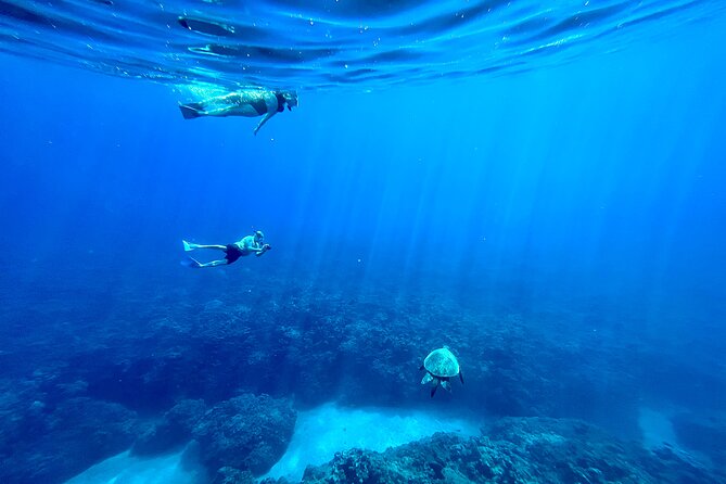 Kayak & Turtle Town Snorkel(Turtles Guaranteed) + Whale Watching - Launching from Olowalu Beach
