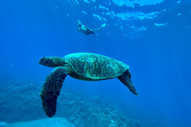 Kayak & Turtle Town Snorkel(Turtles Guaranteed) + Whale Watching - Who should book this Olowalu tour?