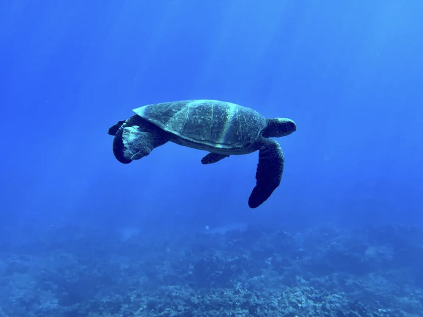 Kayak, Whale Watch And Snorkel At Turtle Town - Starting from Olowalu’s soft sandy beach