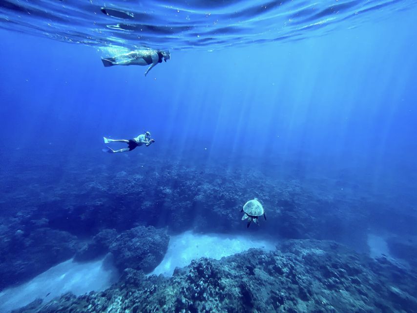Kayak, Whale Watch And Snorkel At Turtle Town - Is $109 a fair price?