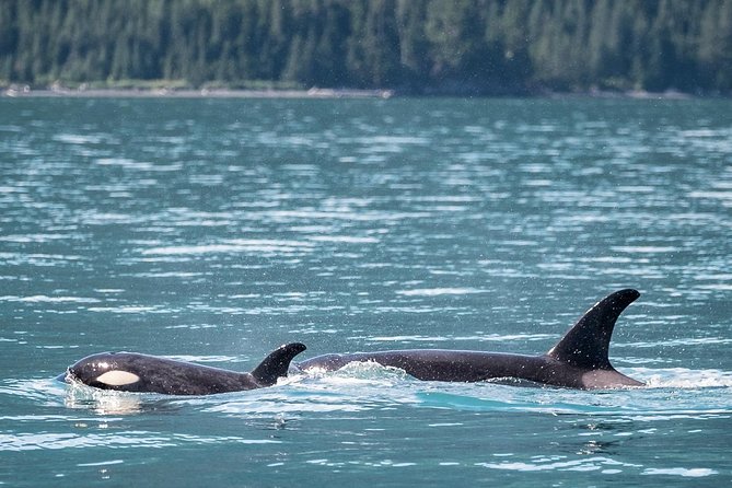 Kenai Fjords Orca Quest Cruise - Crew, narration, and the feel onboard