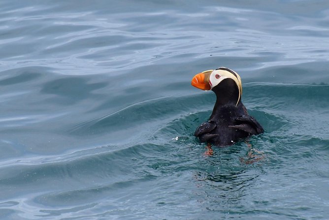 Kenai Fjords Orca Quest Cruise - Who will enjoy this cruise most?