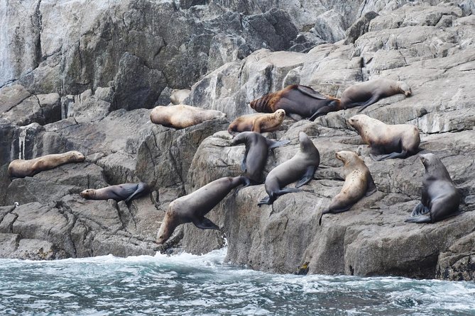 Kenai Fjords Orca Quest Cruise - Should you book the Kenai Fjords Orca Quest?