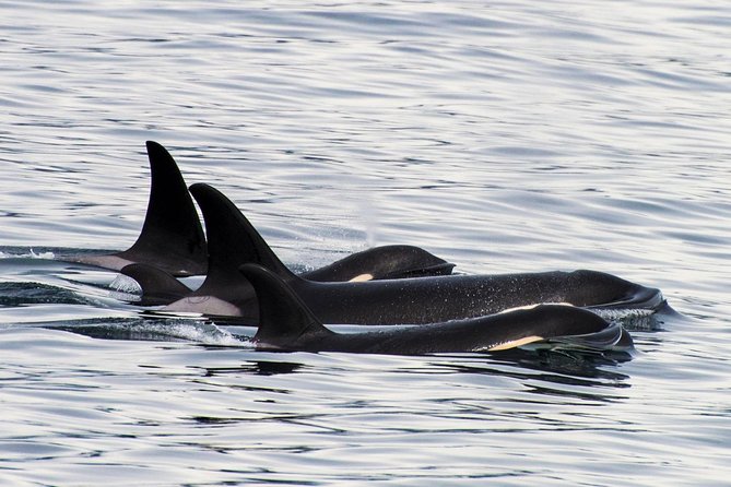 Kenai Fjords Orca Quest Cruise - Resurrection Bay provides the first wildlife search