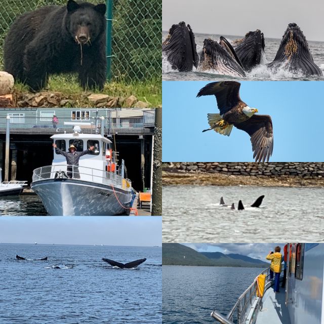 Ketchikan: Marine Wildlife and Whale Watching Boat Tour - Weather, clothing, and camera advice
