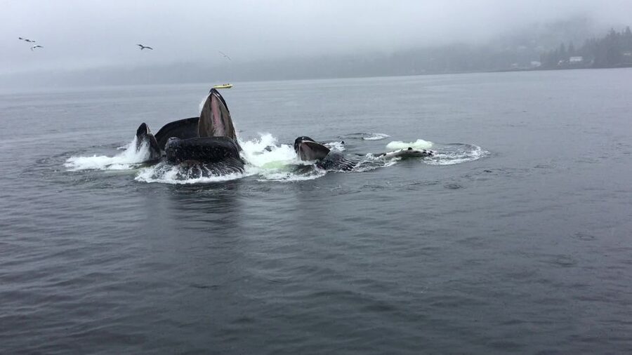 Ketchikan: Marine Wildlife and Whale Watching Boat Tour - The first 25 minutes: leaving Ketchikan behind