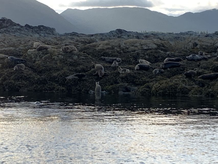 Ketchikan: Marine Wildlife and Whale Watching Boat Tour - Thirty minutes of marine wildlife viewing
