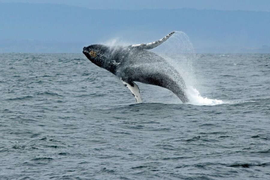 Ketchikan: Marine Wildlife and Whale Watching Boat Tour - Nichols Passage and the main whale search