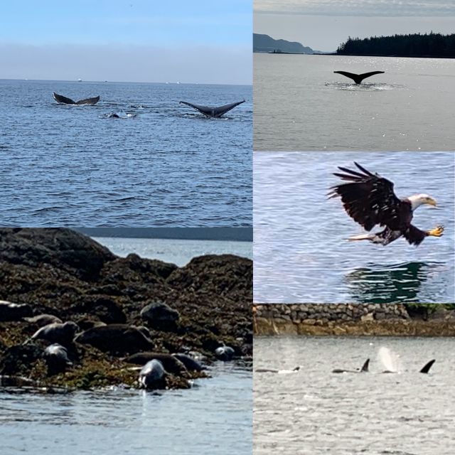 Ketchikan: Marine Wildlife and Whale Watching Boat Tour - What the onboard comforts really add