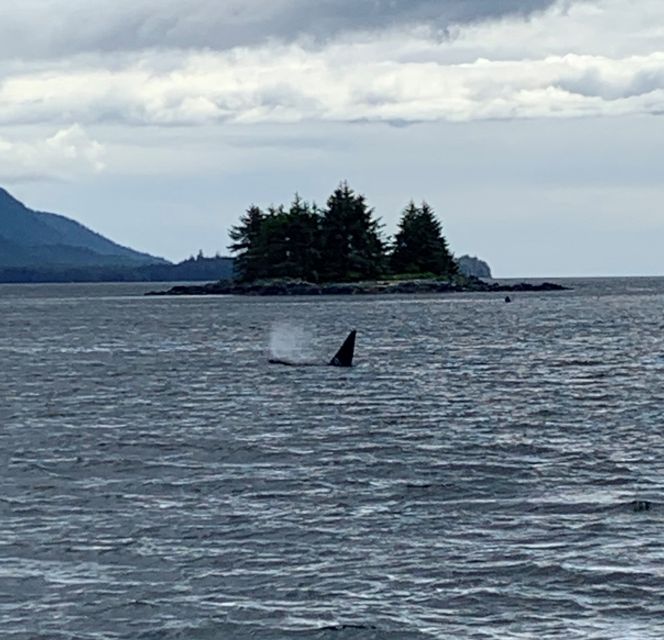 Ketchikan: Marine Wildlife and Whale Watching Boat Tour - The $198 price: good value for the right priority