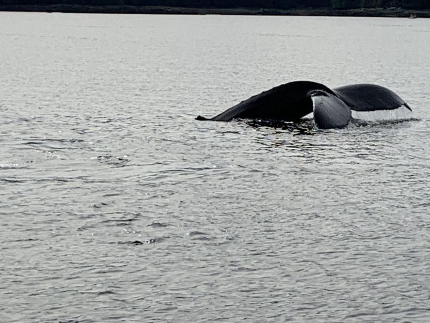 Ketchikan: Marine Wildlife and Whale Watching Boat Tour - Meeting at Berth 2 and getting aboard