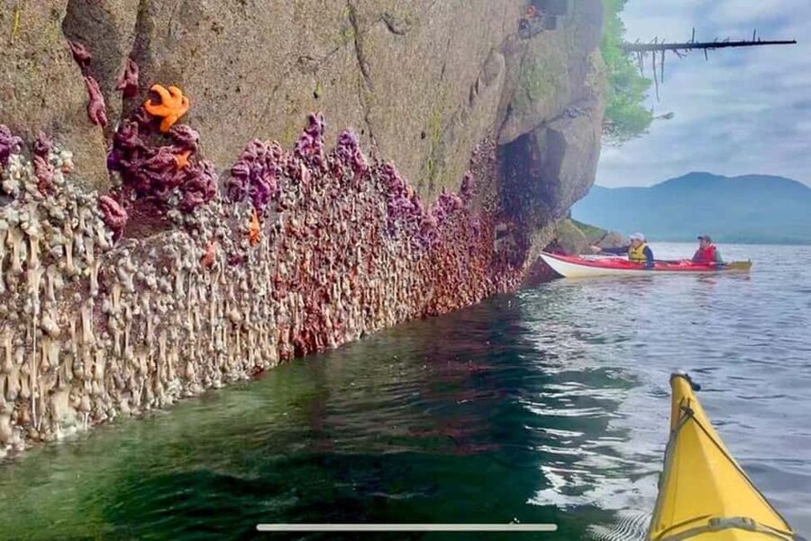 Ketchikan: Orca Cove Fast Boat and Sea Kayak Tour - Paddling among coves and rainforest islands