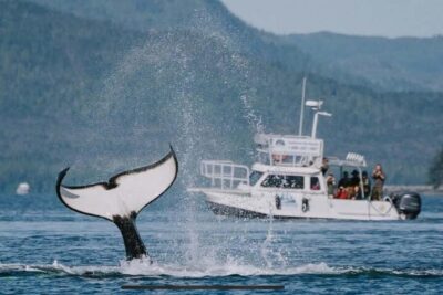 Ketchikan: Orca Cove Fast Boat and Sea Kayak Tour