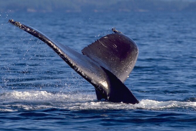 Ketchikan Ultimate Whale Watching, Wildlife, & Wilderness Dining - A two-hour Ketchikan outing with a lot packed in