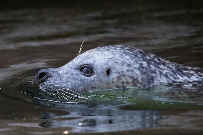 Ketchikan Ultimate Whale Watching, Wildlife, & Wilderness Dining - Is $599 per person a fair price?