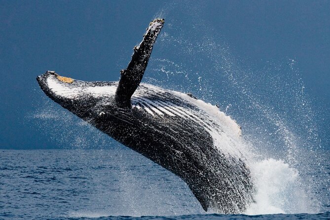 Ketchikan Ultimate Whale Watching, Wildlife, & Wilderness Dining - Setting out in a covered luxury boat