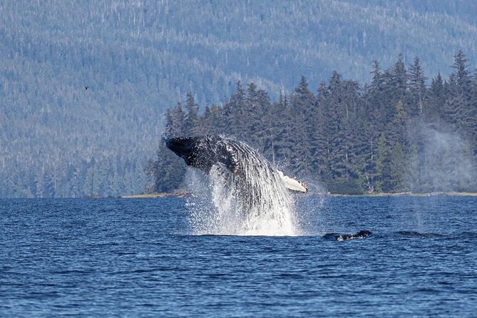 Ketchikan Whale Watching and Nature Tour - Key points at a glance