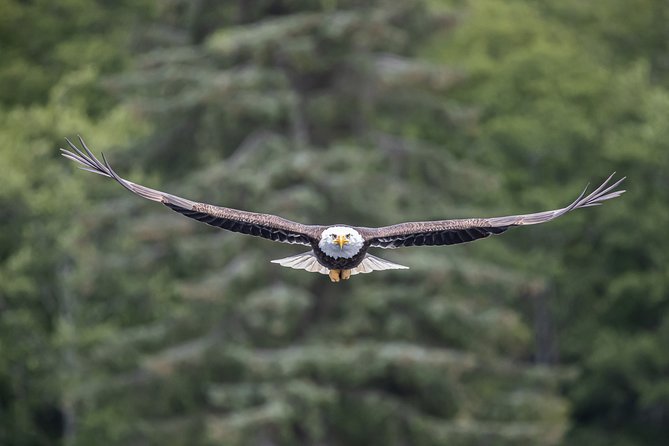 Ketchikan Whale Watching and Nature Tour - Setting out from Thomas Basin in Ketchikan