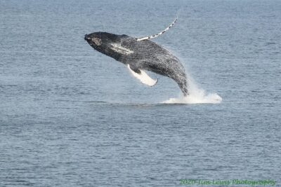 Ketchikan Whale Watching and Nature Tour