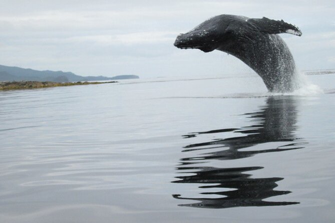 Ketchikan Whale Watching and Nature Tour - Warm cabin comfort on Southeast Alaska water