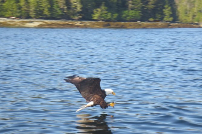 Ketchikan Whale Watching and Nature Tour - Is $3,000 a fair price?