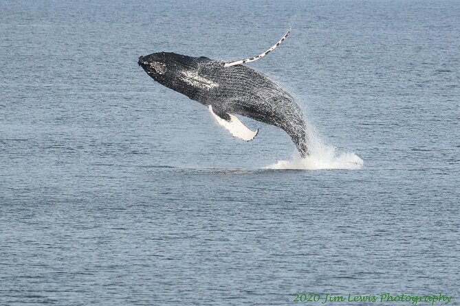 Ketchikan Whale Watching and Nature Tour - Beyond whales: bears, otters, eagles, and shore wildlife