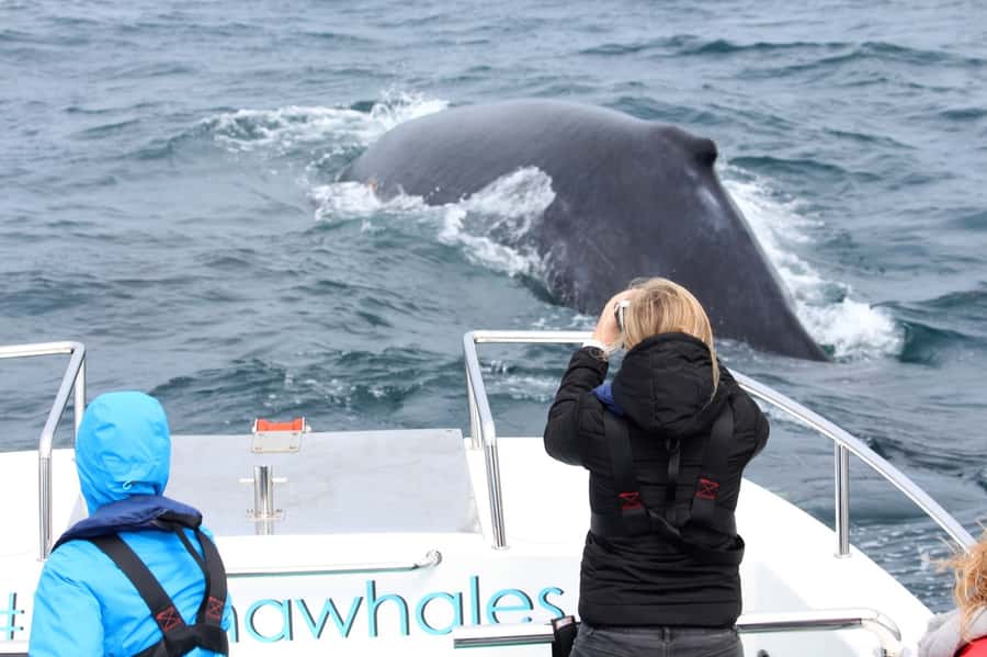 Knysna: Close Encounter Whale Watching Tour by Boat - Should You Book Ocean Odyssey?