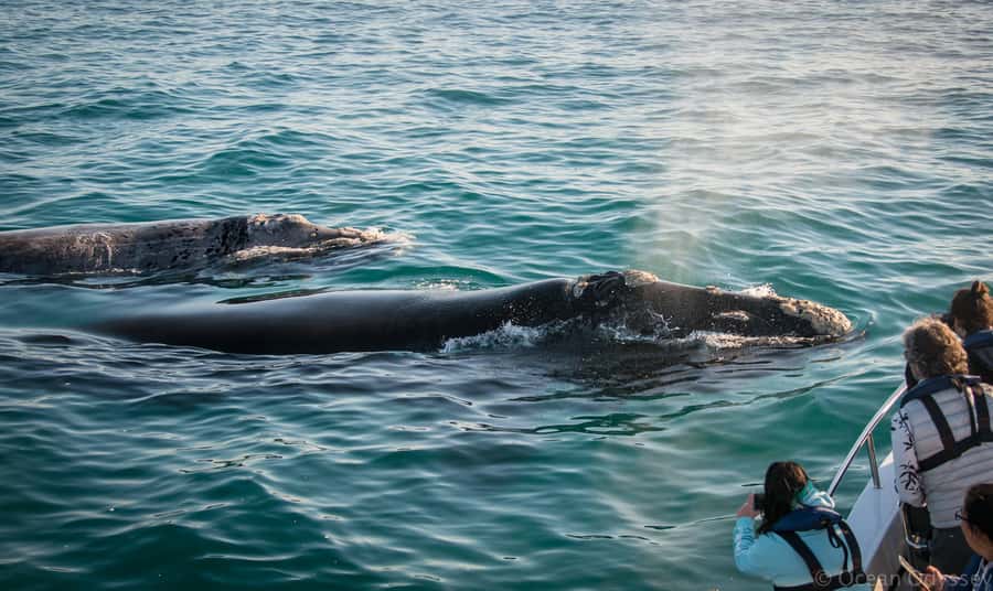Knysna: Close Encounter Whale Watching Tour by Boat - Crossing the Knysna Estuary