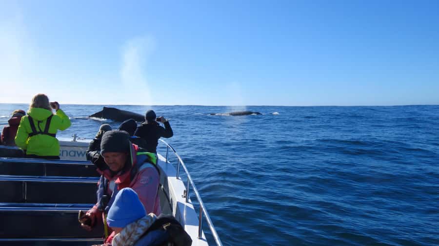 Knysna: Close Encounter Whale Watching Tour by Boat - Dolphins, Seals, and Other Possible Sightings