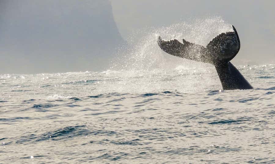 Knysna: Close Encounter Whale Watching Tour by Boat - What the Two Hours Feel Like