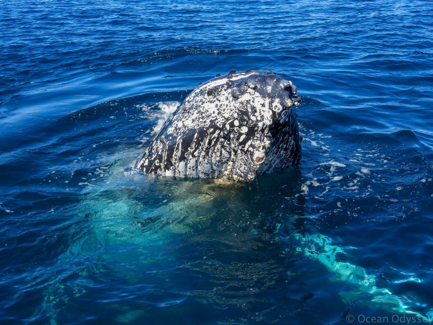 Knysna: Close Encounter Whale Watching Tour by Boat - Safety, Seasickness, and Family Suitability