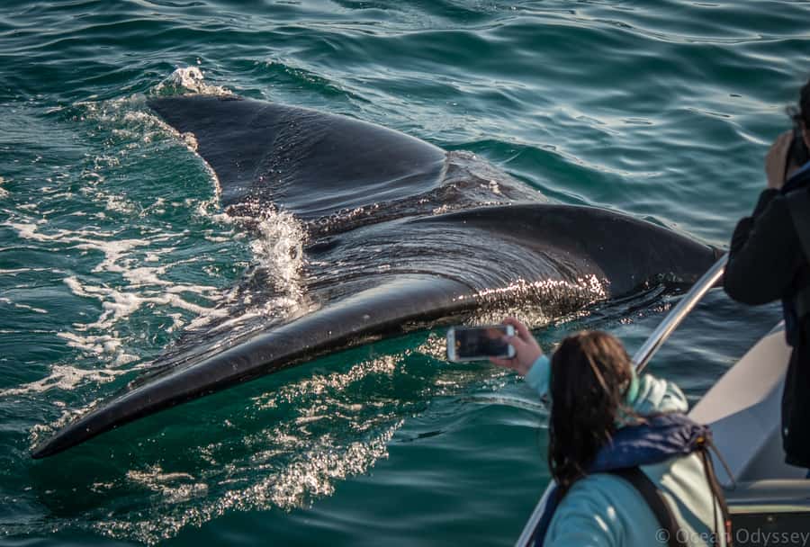 Knysna: Close Encounter Whale Watching Tour by Boat - Weather Cancellations and Practical Planning