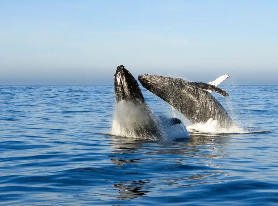Knysna: Close Encounter Whale Watching Tour by Boat - Is This Knysna Whale Tour Worth $113?