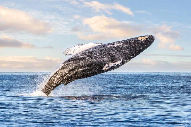 Kohola Whale Watching Excursion - Key points to know before booking