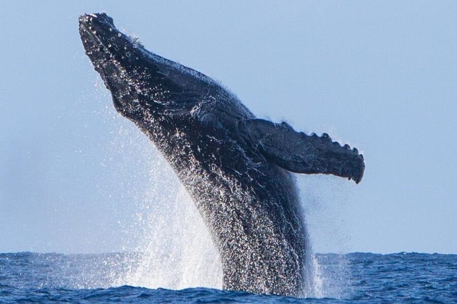 Kohola Whale Watching Excursion - Snorkeling is a bonus, not the plan