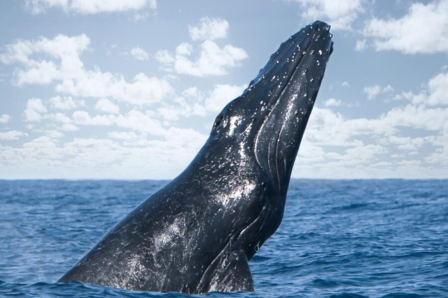Kohola Whale Watching Excursion - The crew and the tone of the outing