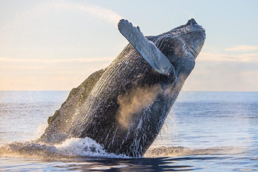 Kohola Whale Watching Excursion - Is $160 a fair price?