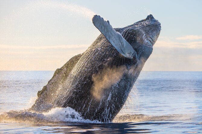 Kohola Whale Watching Excursion - Who will enjoy this most?