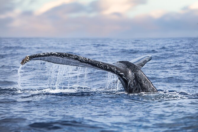 Kohola Whale Watching Excursion - Why the winter humpback season matters