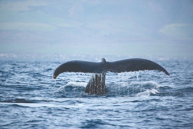 Kona Deluxe Catamaran Whale Watch - What the Whale Guarantee Really Means