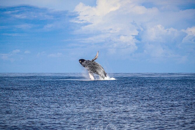 Kona Deluxe Catamaran Whale Watch - Drinks, Seating, and the Feel On Board