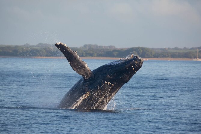 Kona Deluxe Catamaran Whale Watch - Is $109 a Fair Price?