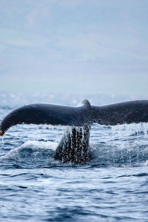 Kona Deluxe Catamaran Whale Watching Cruise - Five things to know before boarding