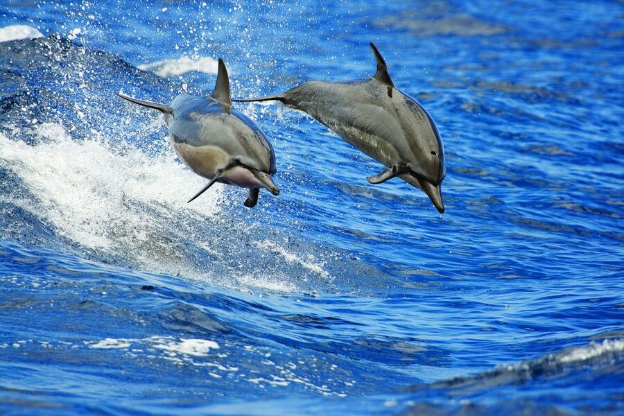 Kona Deluxe Catamaran Whale Watching Cruise - Practical details that can save your morning