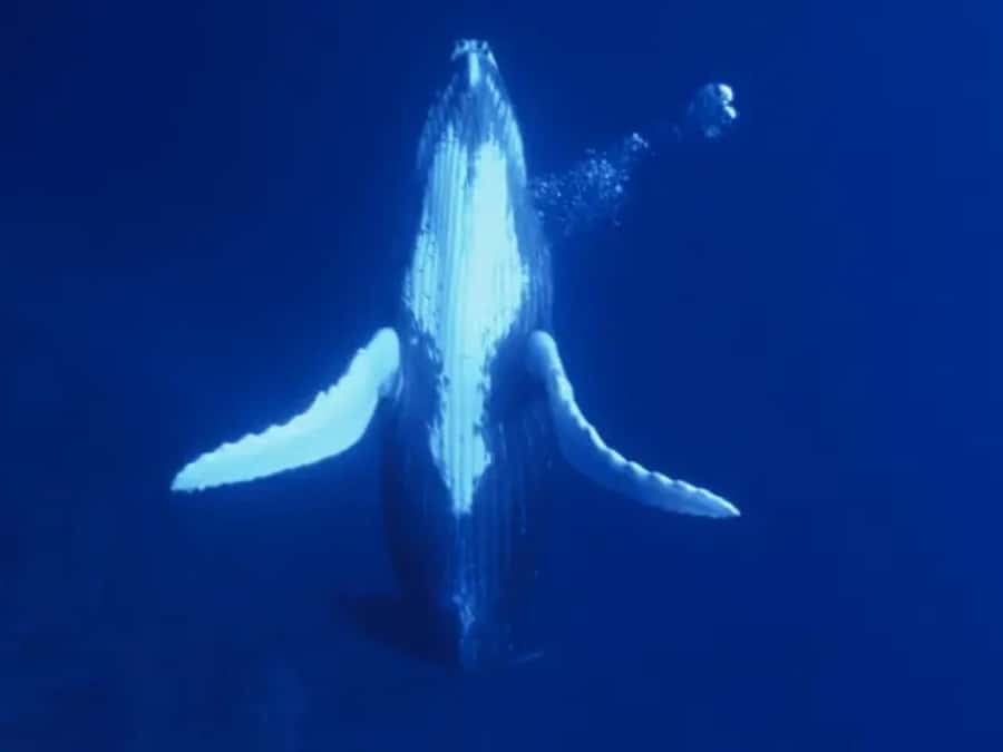 Kona: Dolphin & Whale Watching Tour - Key things to know before you book