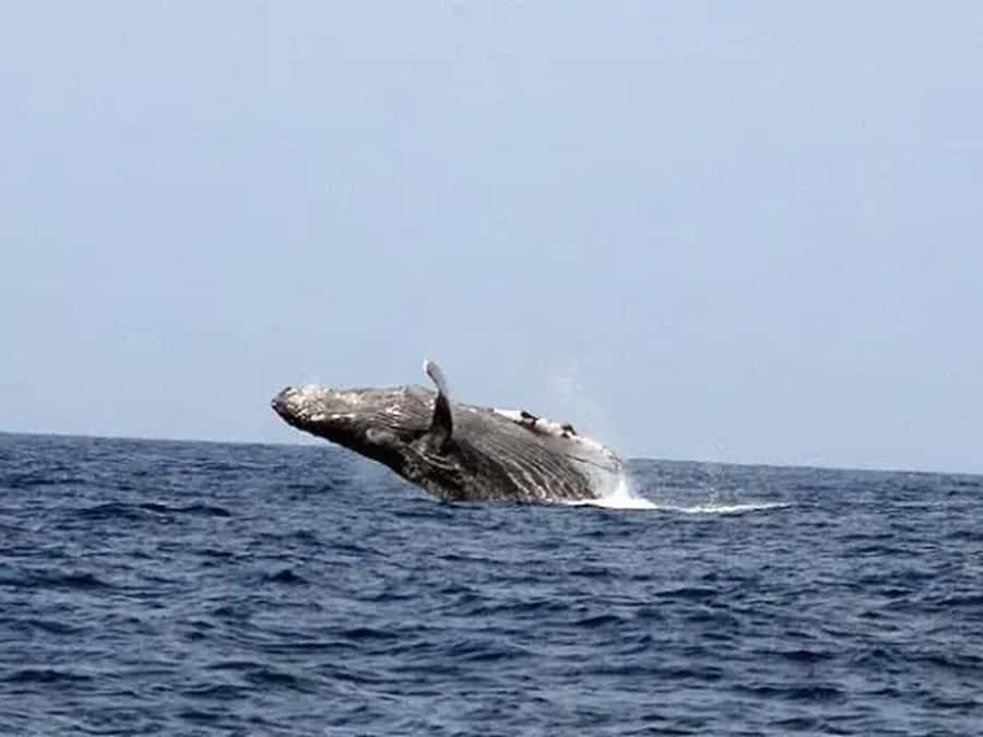 Kona: Dolphin & Whale Watching Tour - Why this Kona boat trip is more than whale watching