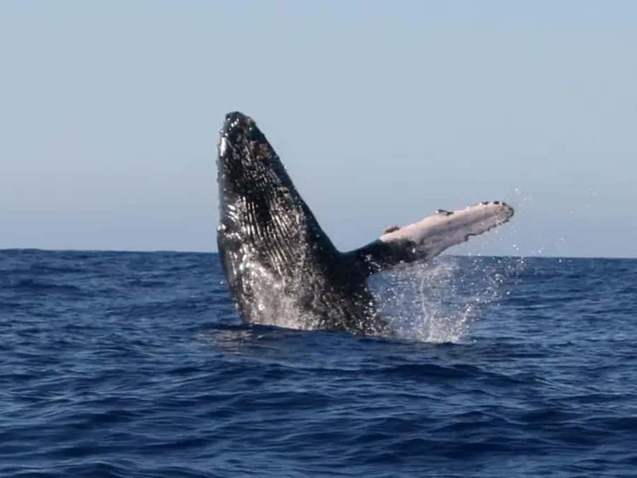 Kona: Dolphin & Whale Watching Tour - Leaving Keauhou Bay along Kona’s volcanic coast