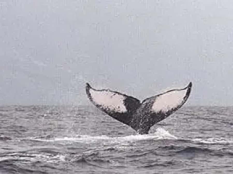 Kona: Dolphin & Whale Watching Tour - Hearing whale vocalizations through the hydrophone